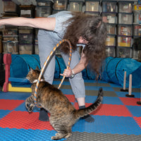 Freelance cat behavior consultant path for those seeking purpose and peace. Ideal for introverts, neurodivergent creatives, and spiritual rebels who want to help animals, work from home, and escape traditional jobs for a calm, aligned lifestyle.