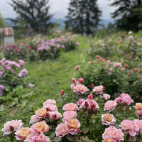 Explore floral business ideas for gentle rebels and ADHD empaths. From freelance floristry to wildflower farming, these paths honor your need for beauty, healing, and flexibility while creating income through plant-based, soulful work.