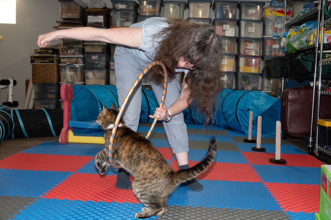 Freelance cat behavior consultant path for those seeking purpose and peace. Ideal for introverts, neurodivergent creatives, and spiritual rebels who want to help animals, work from home, and escape traditional jobs for a calm, aligned lifestyle.