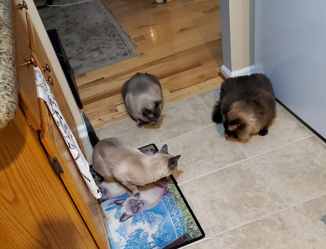 Freelance cat behavior consultant path for those seeking purpose and peace. Ideal for introverts, neurodivergent creatives, and spiritual rebels who want to help animals, work from home, and escape traditional jobs for a calm, aligned lifestyle.