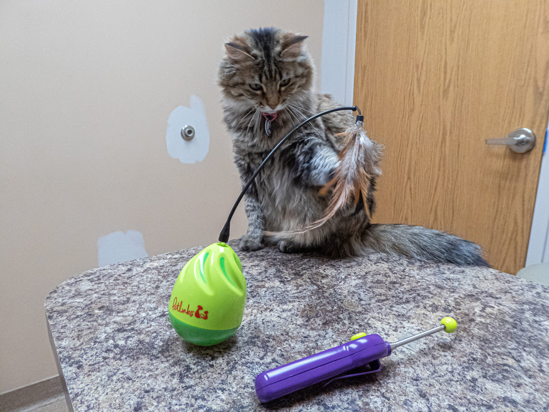 Cat therapy and behavior consulting as a soulful business idea for multipassionate empaths, spiritual introverts, and rebellious lone wolves. Support pets and people while working freelance and living a life of peace, freedom, and purpose.