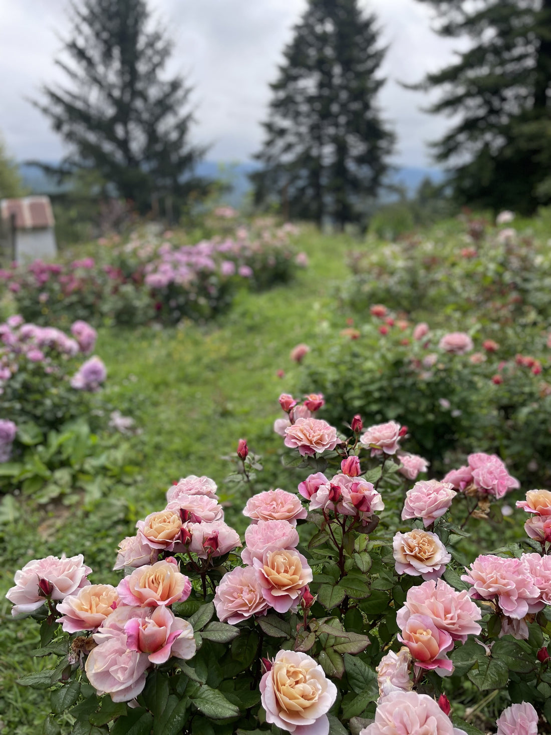 Explore floral business ideas for gentle rebels and ADHD empaths. From freelance floristry to wildflower farming, these paths honor your need for beauty, healing, and flexibility while creating income through plant-based, soulful work.

