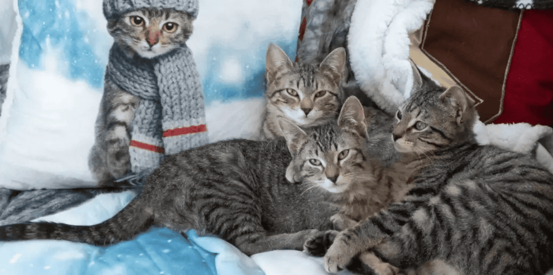 Cat therapy and behavior consulting as a soulful business idea for multipassionate empaths, spiritual introverts, and rebellious lone wolves. Support pets and people while working freelance and living a life of peace, freedom, and purpose.