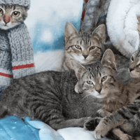 Cat therapy and behavior consulting as a soulful business idea for multipassionate empaths, spiritual introverts, and rebellious lone wolves. Support pets and people while working freelance and living a life of peace, freedom, and purpose.